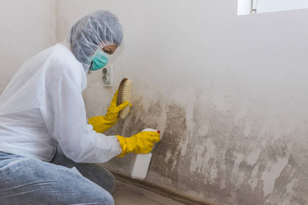 Best Residential Mold Removal  in Dimmitt, TX